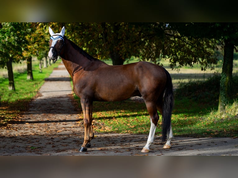 Hanoverian Gelding 8 years 16,2 hh Chestnut in Baden-Baden