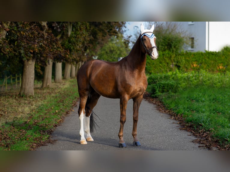 Hanoverian Gelding 8 years 16,2 hh Chestnut in Baden-Baden