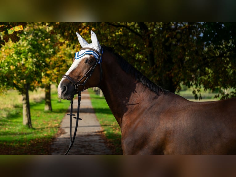 Hanoverian Gelding 8 years 16,2 hh Chestnut in Baden-Baden