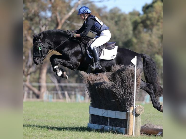 Hanoverian Gelding 8 years 16.2 hh  in Paal