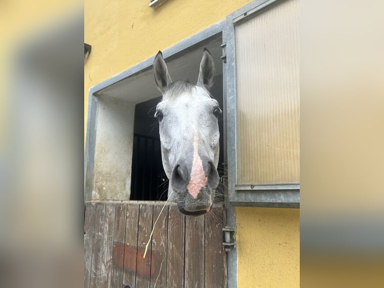 Hanoverian Gelding 8 years 16.2 hh Grey-Fleabitten in St Nikolai im Sausal