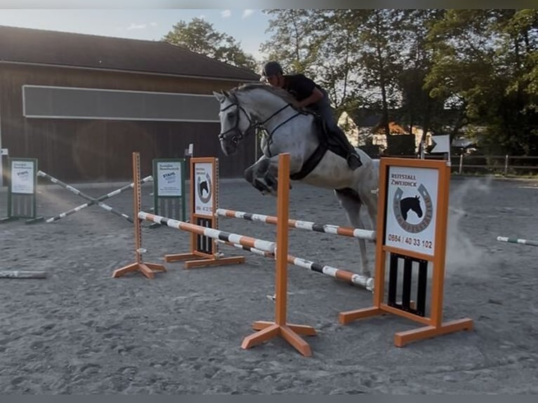 Hanoverian Gelding 8 years 16.2 hh Grey-Fleabitten in St Nikolai im Sausal