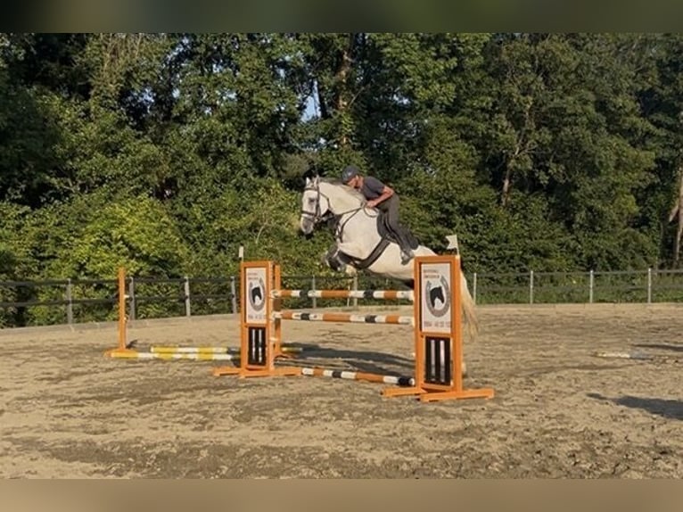 Hanoverian Gelding 8 years 16.2 hh Grey-Fleabitten in St Nikolai im Sausal