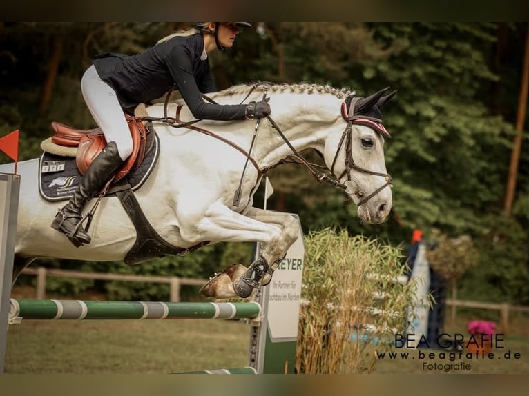 Hanoverian Gelding 8 years 16.2 hh Grey in Oerel