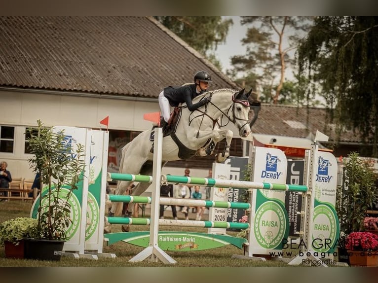 Hanoverian Gelding 8 years 16.2 hh Grey in Oerel