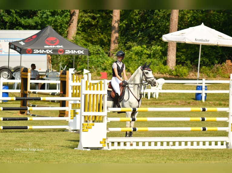 Hanoverian Gelding 8 years 16.2 hh Grey in Oerel