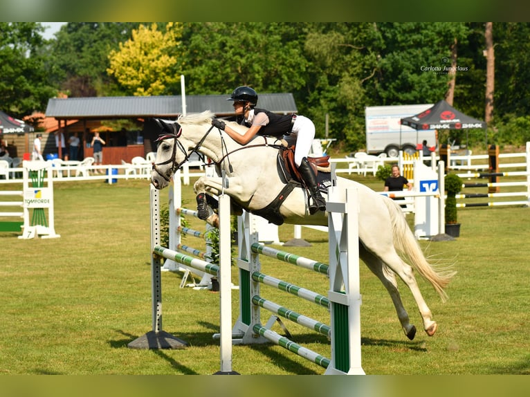 Hanoverian Gelding 8 years 16.2 hh Grey in Oerel