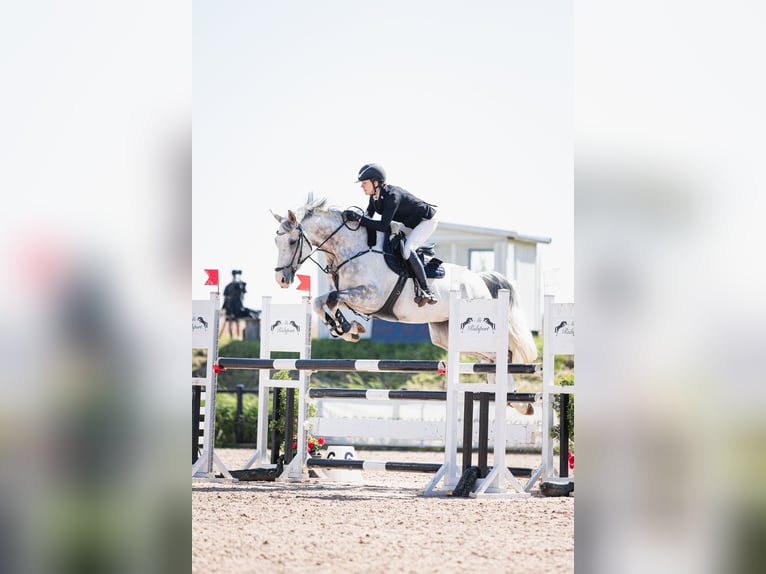 Hanoverian Gelding 8 years 16,2 hh in Gothenburg