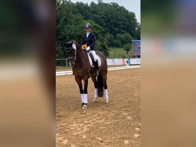 Hanoverian Gelding 8 years 16,3 hh Bay-Dark in Ettringen