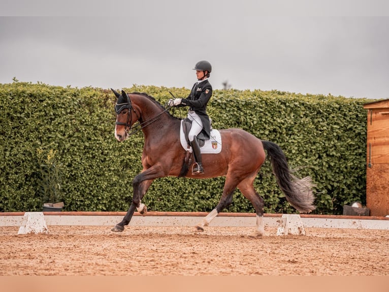 Hanoverian Gelding 8 years 16,3 hh Bay-Dark in Ettringen