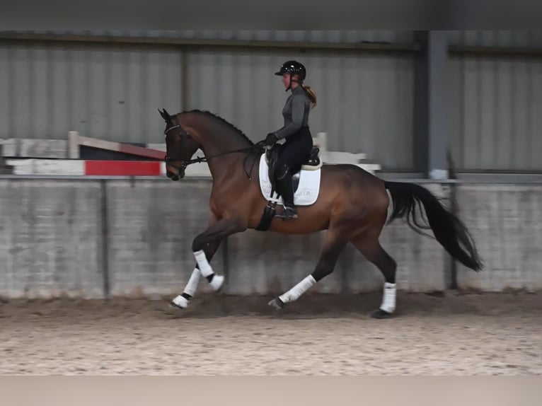 Hanoverian Gelding 8 years 16,3 hh Bay-Dark in Weert