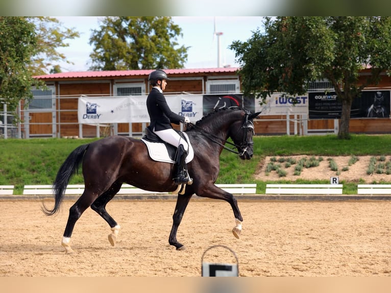 Hanoverian Gelding 8 years 16,3 hh Black in Lehrberg