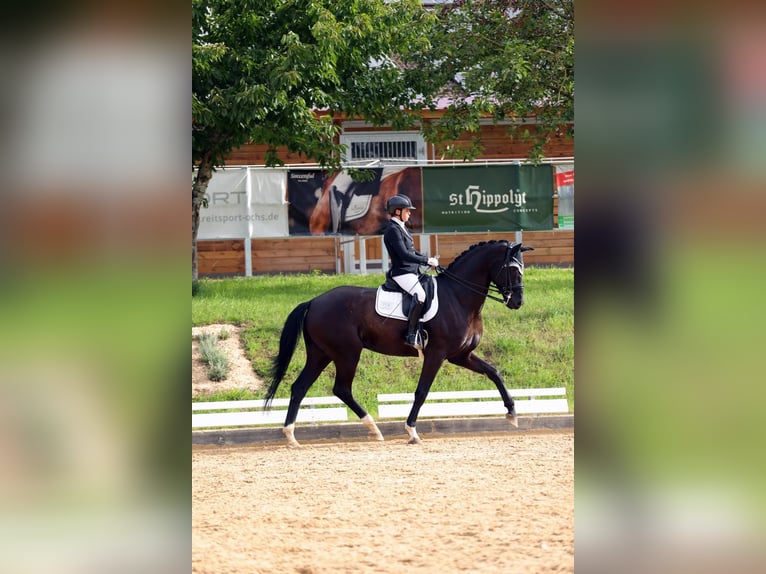 Hanoverian Gelding 8 years 16,3 hh Black in Lehrberg