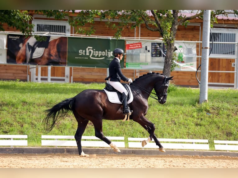 Hanoverian Gelding 8 years 16,3 hh Black in Lehrberg