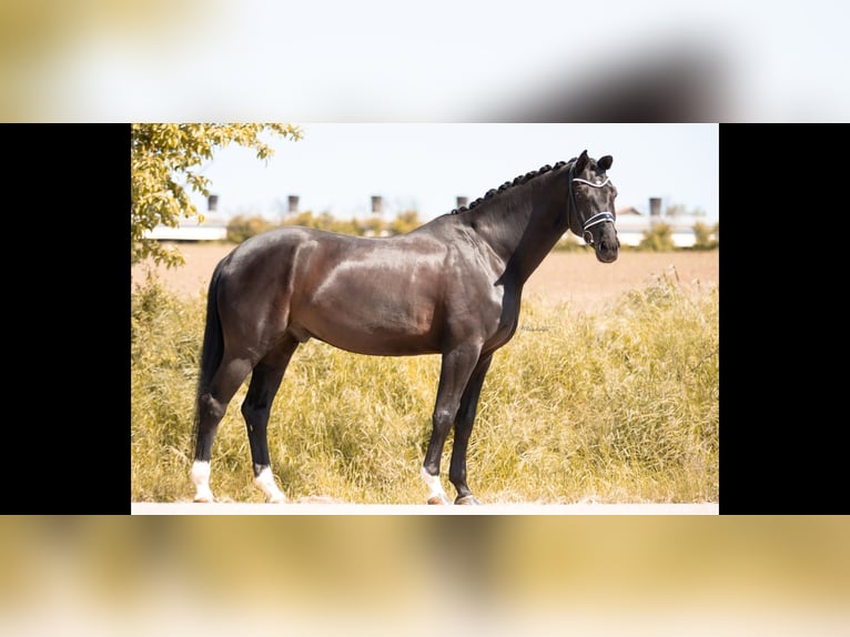 Hanoverian Gelding 8 years 16,3 hh Black in Lehrberg