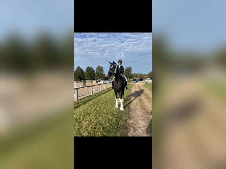 Hanoverian Gelding 8 years 16,3 hh Black in Lehrberg