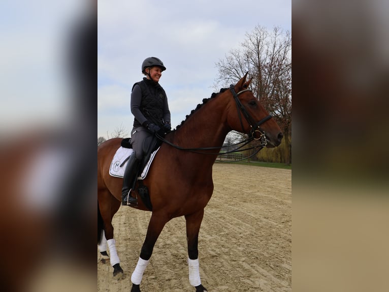 Hanoverian Gelding 8 years 16,3 hh Brown in Nottuln