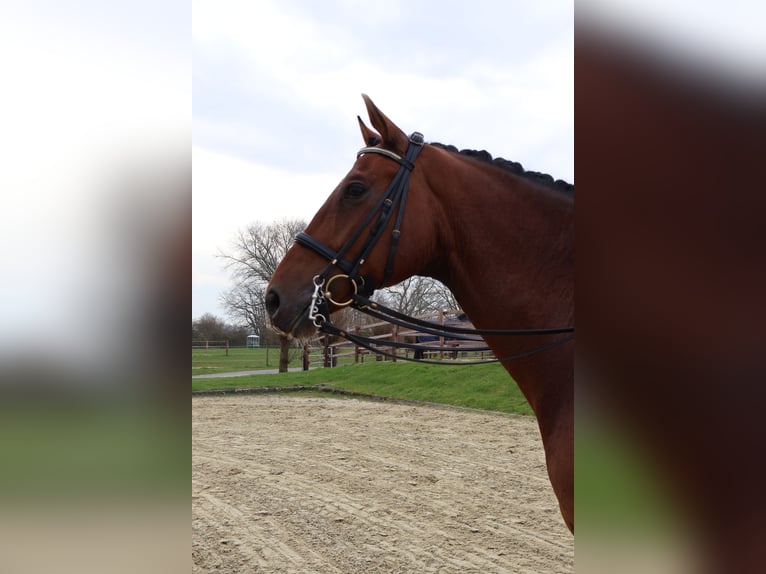 Hanoverian Gelding 8 years 16,3 hh Brown in Nottuln