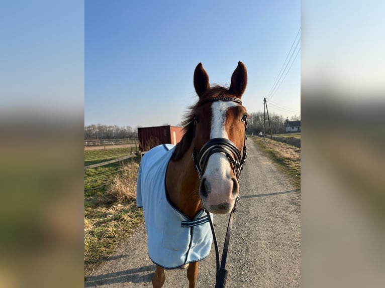 Hanoverian Gelding 8 years 16.3 hh Chestnut-Red in Rohrsheim