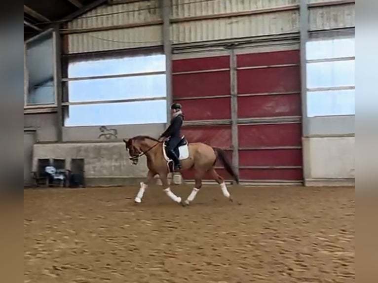Hanoverian Gelding 8 years 16.3 hh Chestnut-Red in Rohrsheim