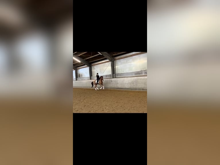 Hanoverian Gelding 8 years 16.3 hh Chestnut-Red in Rohrsheim