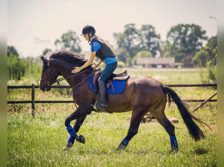 Hanoverian Gelding 8 years 16 hh Bay-Dark in Westervoort