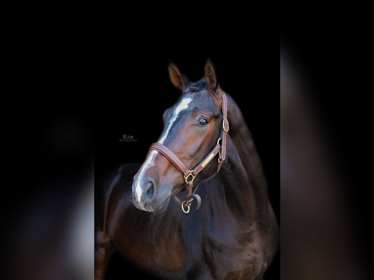 Hanoverian Gelding 8 years 16 hh Bay-Dark in Westervoort
