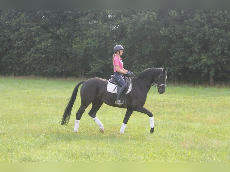 Hanoverian Gelding 8 years 16 hh Black in Hepstedt