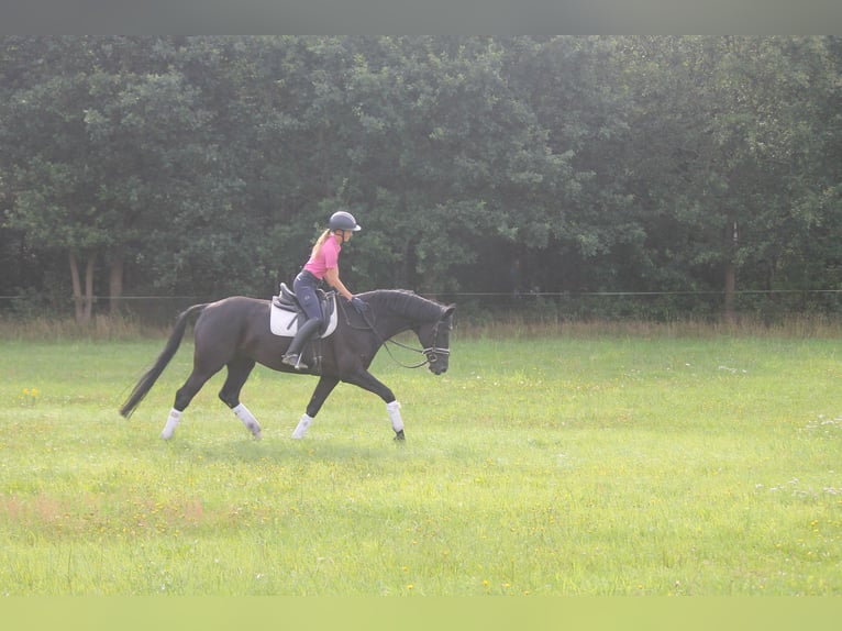 Hanoverian Gelding 8 years 16 hh Black in Hepstedt