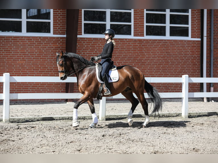 Hanoverian Gelding 8 years 16 hh Brown in Lilienthal