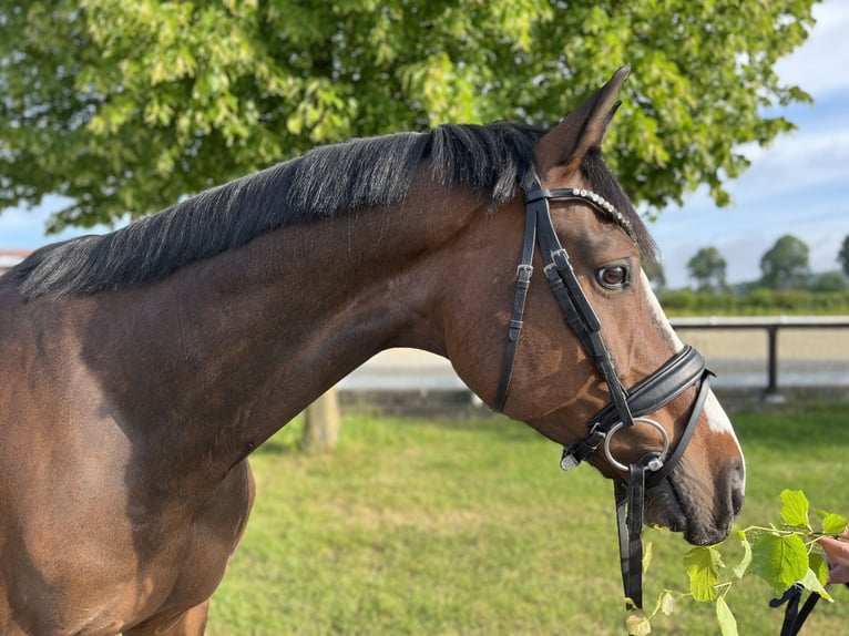 Hanoverian Gelding 8 years 16 hh Brown in Rosendahl