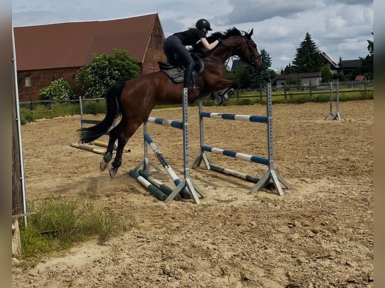 Hanoverian Gelding 8 years 16 hh Brown in Dannigkow