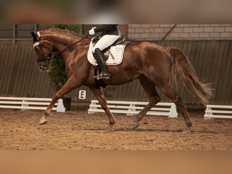 Hanoverian Gelding 8 years 16 hh Chestnut in Deining
