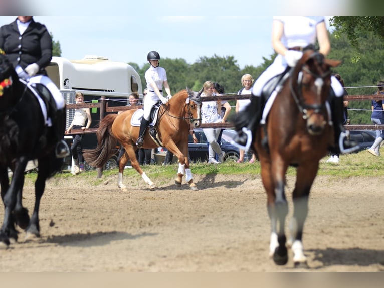Hanoverian Gelding 8 years 16 hh Chestnut-Red in Bergisch Gladbach
