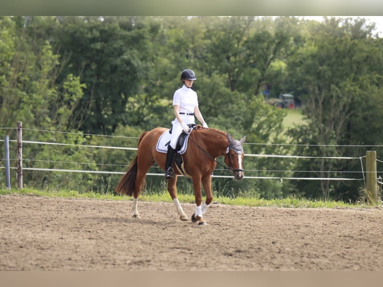 Hanoverian Gelding 8 years 16 hh Chestnut-Red in Bergisch Gladbach
