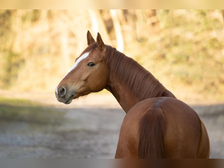 Hanoverian Gelding 8 years 16 hh Chestnut-Red in Bergisch Gladbach