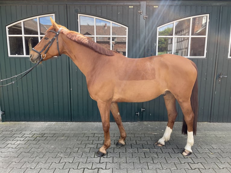Hanoverian Gelding 8 years 16 hh Chestnut-Red in Bergisch Gladbach