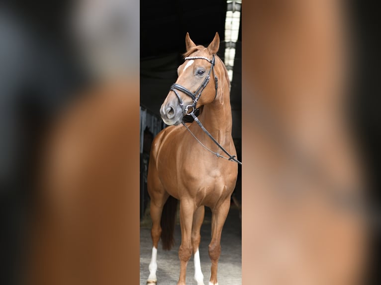 Hanoverian Gelding 8 years 16 hh Chestnut-Red in Geilenkirchen