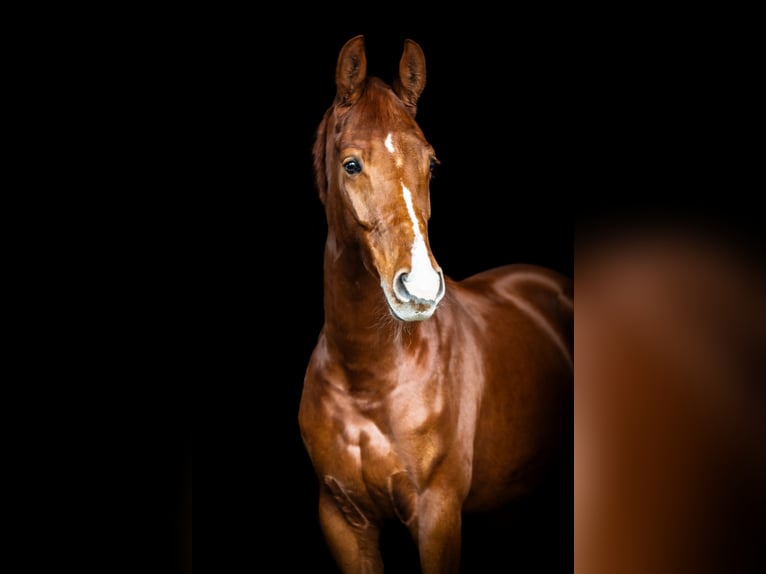 Hanoverian Gelding 8 years 16 hh Chestnut-Red in Boll