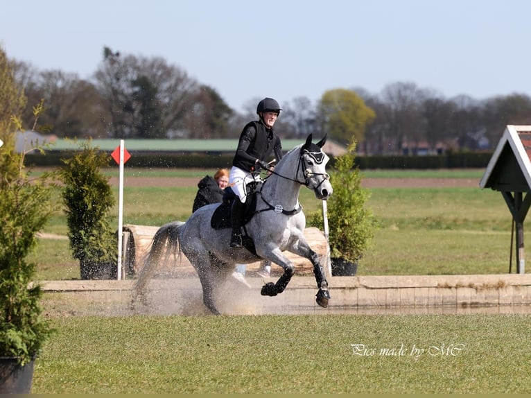 Hanoverian Gelding 8 years 16 hh Grey-Dapple in Syke
