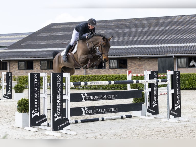 Hanoverian Gelding 8 years 16 hh  in Waddinxveen