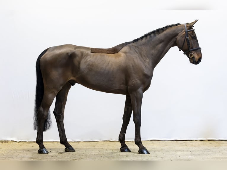 Hanoverian Gelding 8 years 16 hh  in Waddinxveen