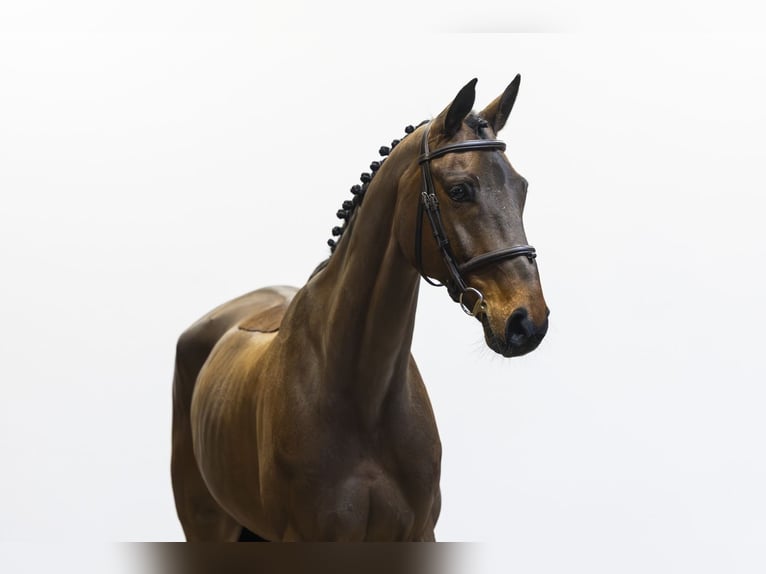 Hanoverian Gelding 8 years 16 hh  in Waddinxveen