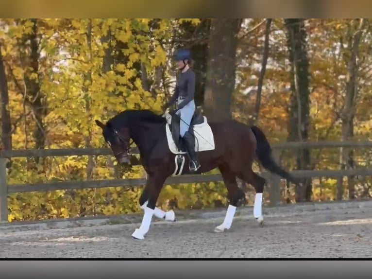 Hanoverian Gelding 8 years 16,1 hh Bay-Dark in Hamm