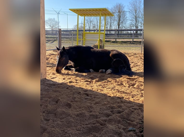 Hanoverian Gelding 8 years 16,1 hh Bay-Dark in Lehrberg