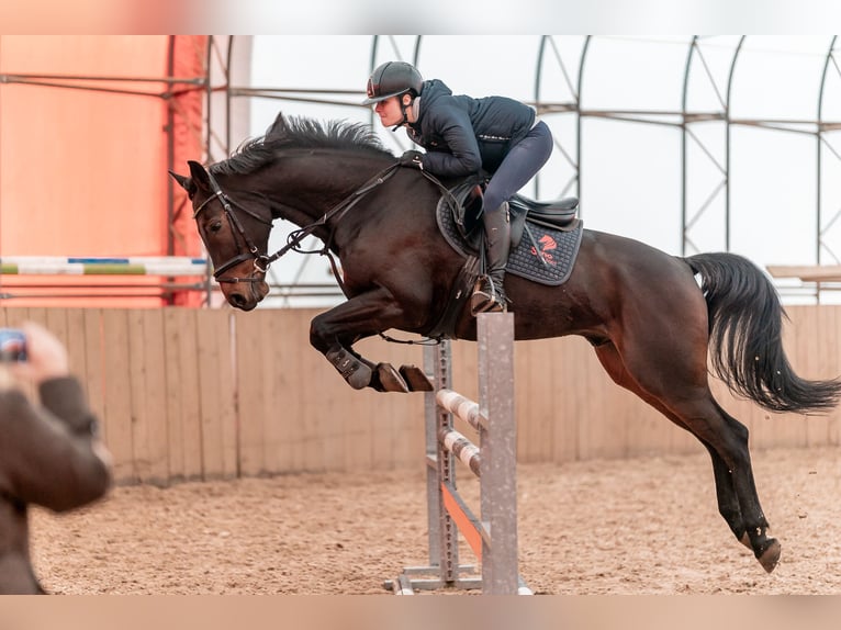 Hanoverian Gelding 8 years 16,1 hh Bay in Zduchovice