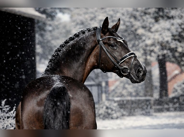 Hanoverian Gelding 8 years 16,1 hh Black in Celle