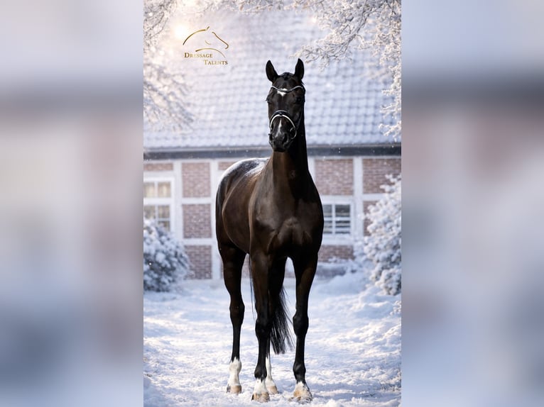 Hanoverian Gelding 8 years 16,1 hh Black in Celle