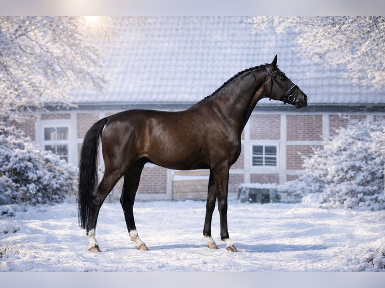 Hanoverian Gelding 8 years 16,1 hh Black in Celle