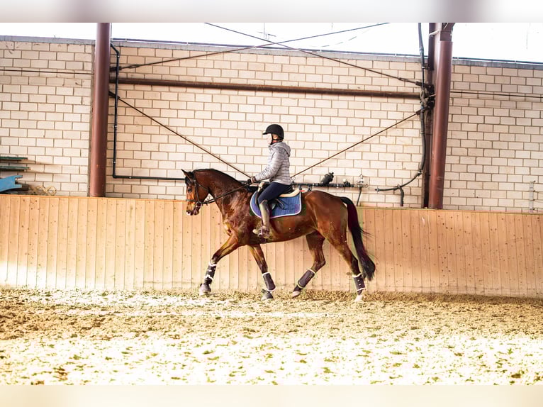 Hanoverian Gelding 8 years 16,1 hh Brown in Glandorf